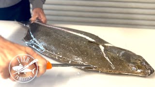 How-to Filet a California Halibut