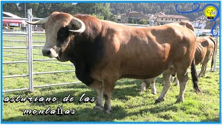 Feria de ganado en guriezo Cantabria 2024 exposicion bovino - San Isidro 👍