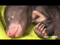 1 week old Sun bear cubs