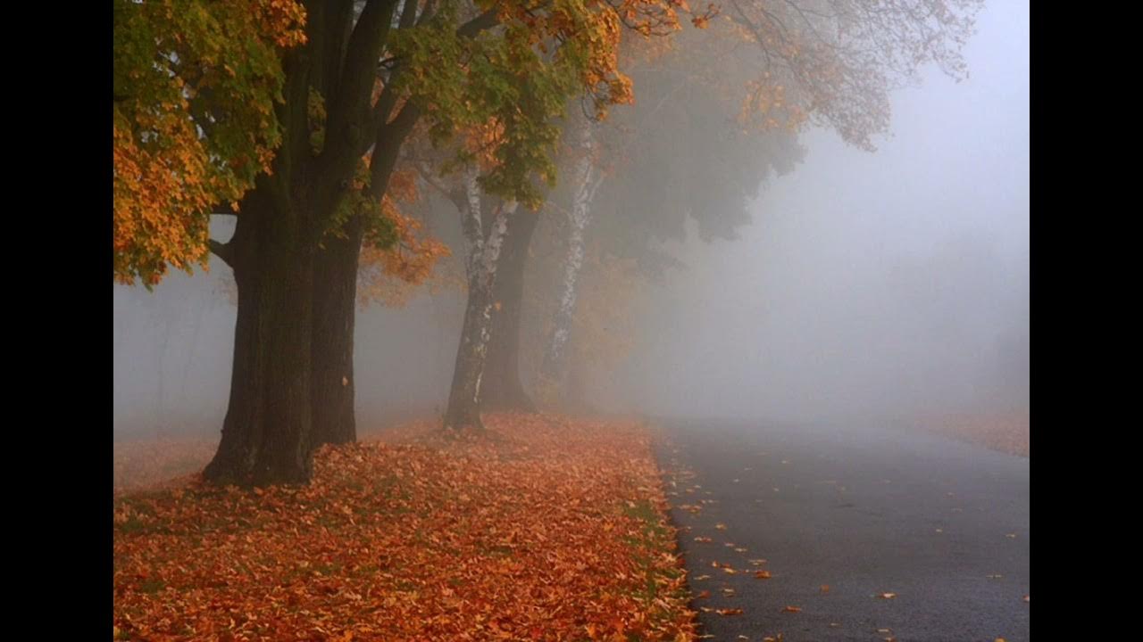 туман и листопад. сильный дождь. туманный пейзаж. дождливая дорога. дождь в лесу.