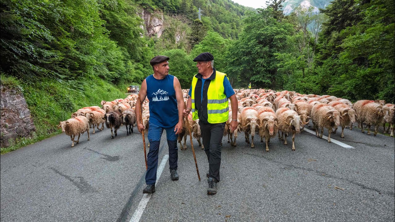 Transhumance en vallée d’Ossau