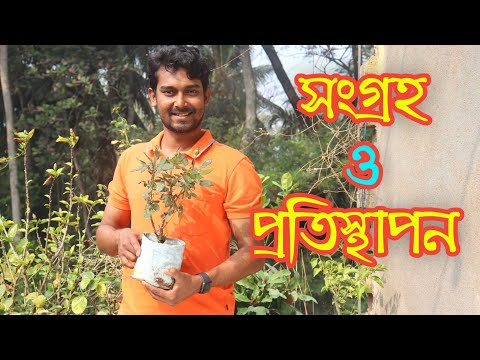 ভিডিও: অনেক মালীদের প্রিয় - গোলাপ 