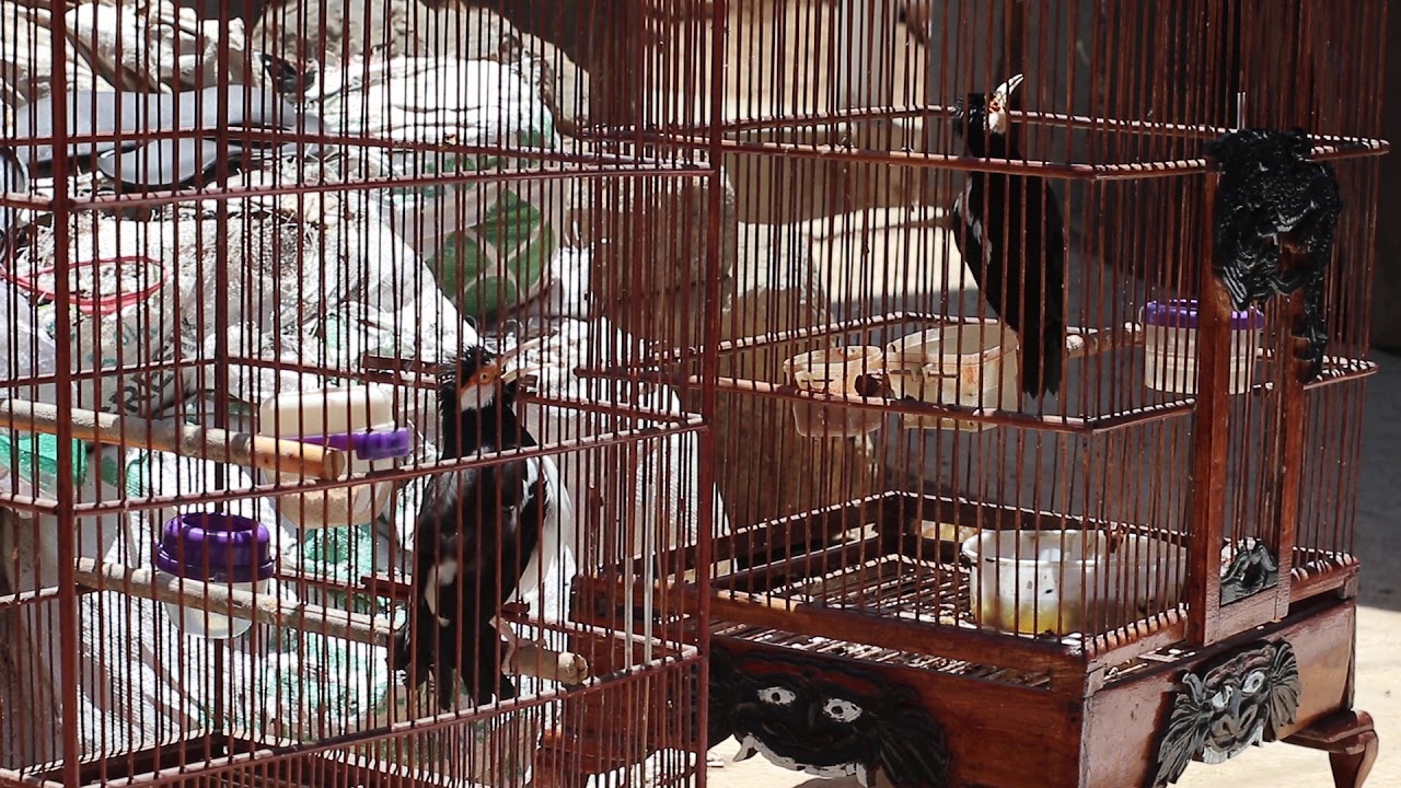 Burung jalak suren gacor suara merdu duet maut... 