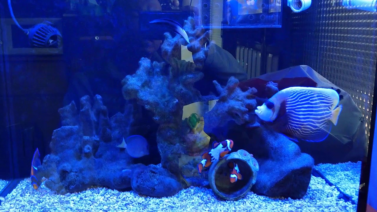 Tony小羅的海水魚世界 4 13紀錄一下 新朋友美國藍倒吊已經來兩個禮拜了 Youtube Tony小羅的海水魚世界 4 13紀錄一下 新朋友美國藍倒吊已經來兩個禮拜了 Youtube