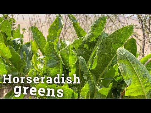 Video: How To Prepare Horseradish Leaves For The Winter