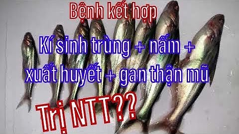 Hướng dẫn Trị Bệnh Xuất Huyết, Gan Thận Mũ Trên Cá Tra Giống Hiệu Quả| Kỹ Thuật Nuôi Cá Tra.