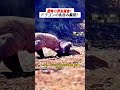 恐怖の野生捕食!ドラゴンの丸呑み瞬間! #コモドドラゴン #野生捕食 #巨大トカゲ #自然の驚異 #丸呑み