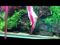 水草水槽の化粧砂（底床）の正しい掃除方法〜How to clean aquarium sand〜aquascaping technic