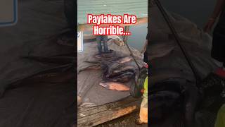 Destined to DIE😩…#spreadawarness #fishing #fish #catfishing #catfish #love #peace #viralshort