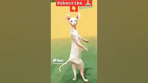 Video 11513431: cute sphynx dance