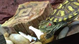 Red Eared Slider, Turkey Thursday