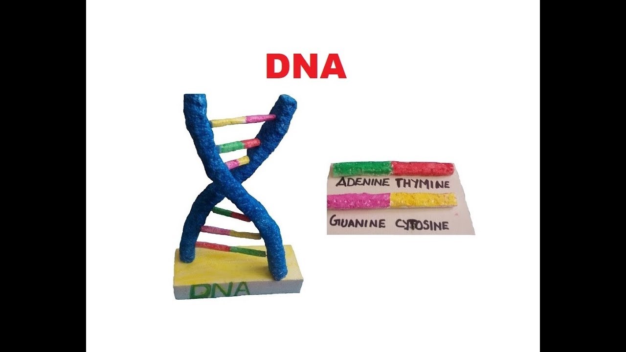 HOW TO MAKE A DNA MODEL USING PIPECLEANERS. PROJECT DEMONSTRATION 