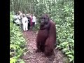 Orangutan Watched by Humans