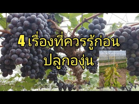 วีดีโอ: องุ่นเติบโตอย่างไร