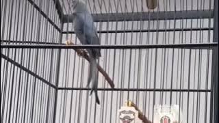 Masteran Juara Srigunting Abu Abu 7 Variasi Suara Tembakan Terbaik 12 November 2025