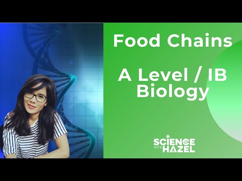 Food Chains Food Webs A LEVEL IB BIOLOGY