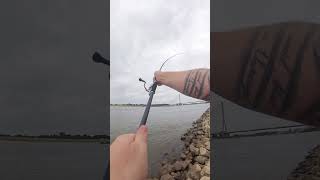 Tik, Tok, Zander Boom: Inzite Pro Stick Zanderrute im Einsatz! #zanderfishing