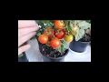 🍅🍅🍅ТОМАТЫ КОМНАТНЫЕ ! ВЫРАЩИВАНИЕ ОТ СЕМЯН ДО ПЛОДОВ ! How to grow indoor tomatoes