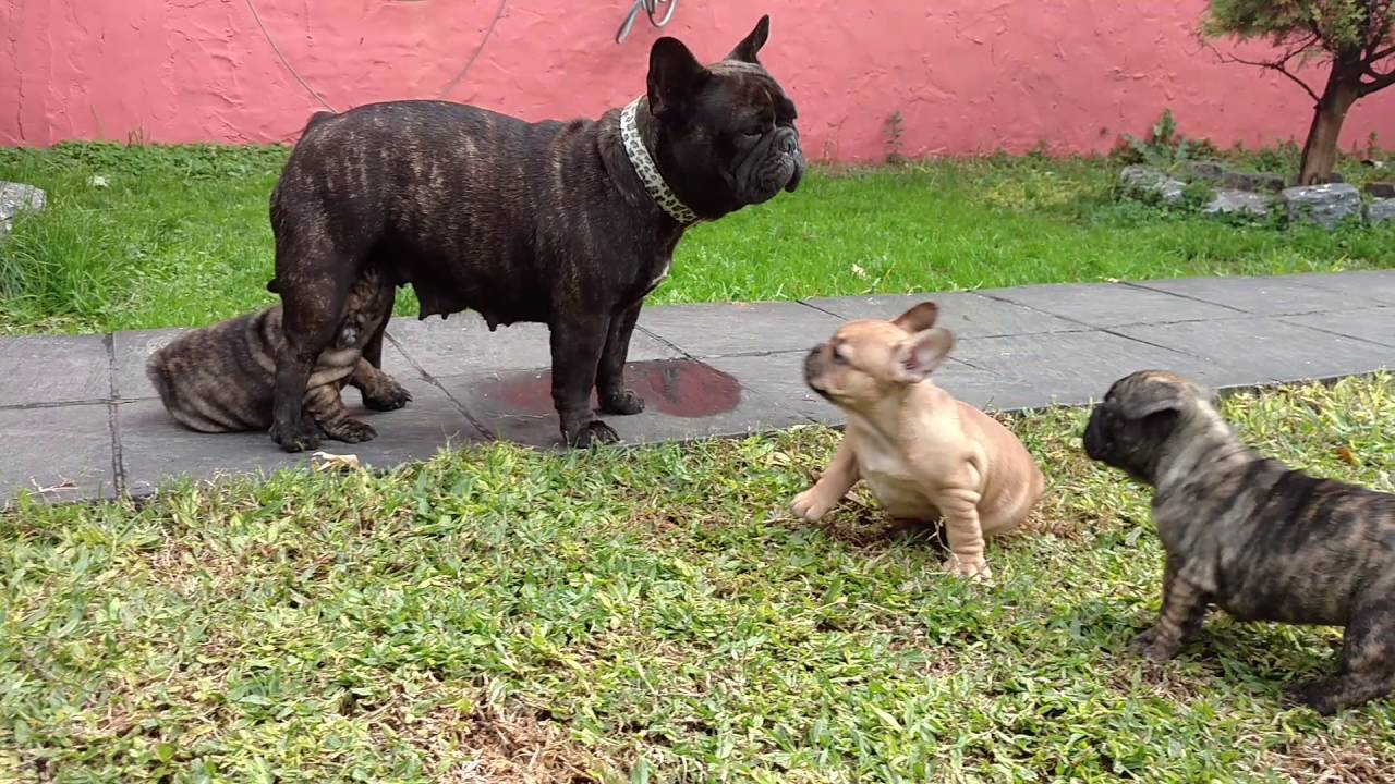 Bulldog Frances Atigrado Conoce Las Mascotas