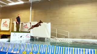 GSP Dock Diving