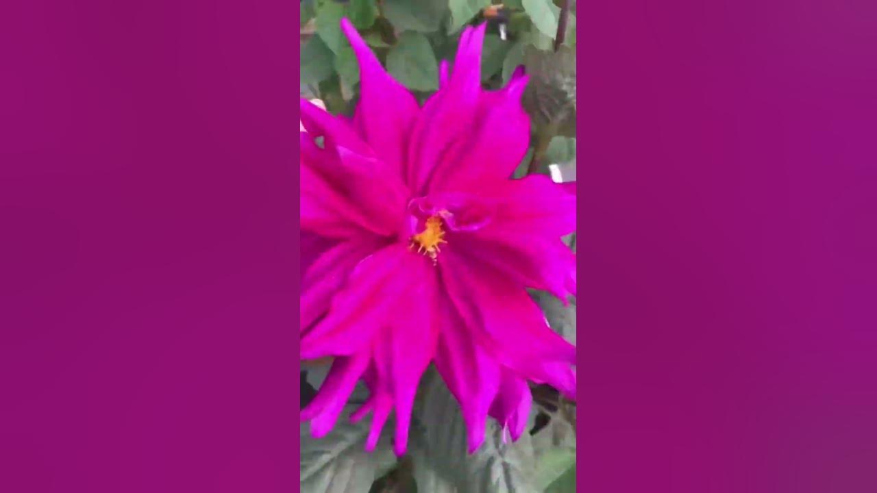how-to-plant-dahlia-tubers-in-pots-for-earlier-blooms-youtube