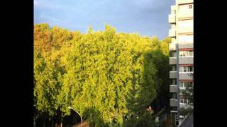 Fred Esser - Lost In Thought Korg M50