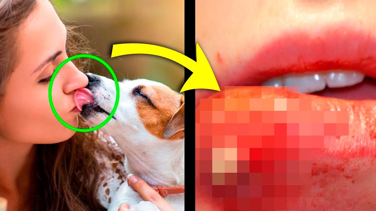 Por que nunca devemos beijar um cachorro ou gato na boca?