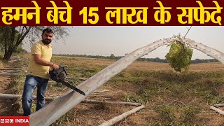 हमने आज बेचे 15 लाख के सफेदे | Safeda ki kheti | Eucalyptus Farming | Safeda tree farming #farming screenshot 4