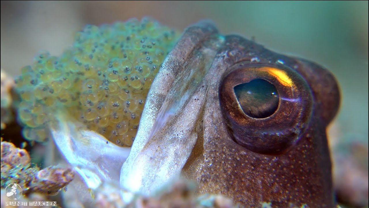 Diving with Atmosphere Resorts & Spa Philippines