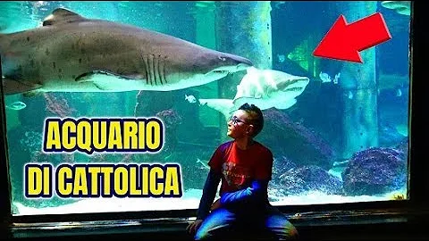 Quanto tempo si impiega a visitare l'Acquario di Cattolica?