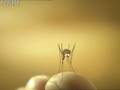 Funny mosquito