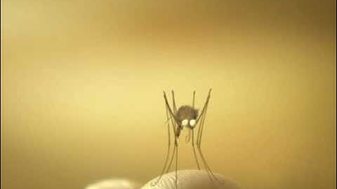 Funny mosquito!
