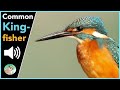 Common kingfisher  sounds