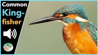 Common Kingfisher - Sounds