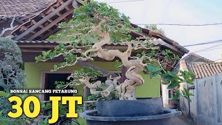 INTIP KOLEKSI BONSAI KELAS PETARUNG MAS IRUL!! HARGA TIGA PULUH JUTA MEWAH DAN ISTIMEWA