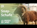 Soay-Schafe: Landschaftspfleger aus der Steinzeit | Unser Land | BR Fernsehen