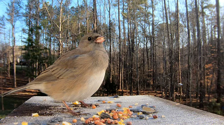 Slate-colored Dark-eyed Junco Male vs. Female. Dar...