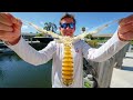 DEADLIEST Shrimp on EARTH! Catch Clean Cook (Mantis Shrimp)