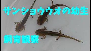 エゾサンショウウオ捕獲 エゾサンショウウオ捕獲
