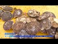 Выращивание гребешков и устриц ! о.Сахалин зал.Анива @GTRK-Sakhalin Growing scallops and oysters !