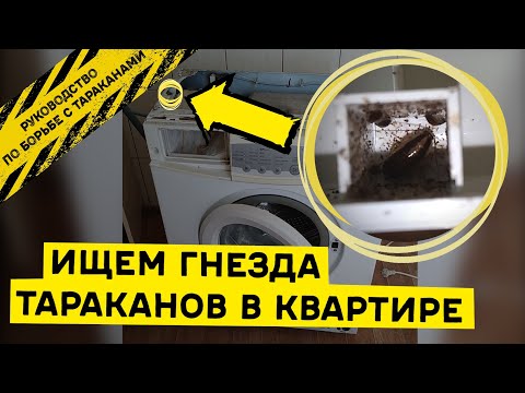 Видео: Почему к собакам возвращаются тараканы?
