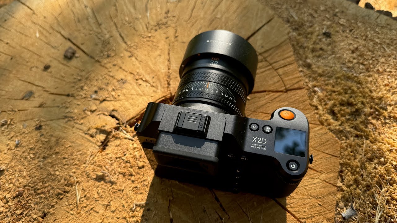 Relaxing TREES Themed Photo Walk // Hasselblad X2D