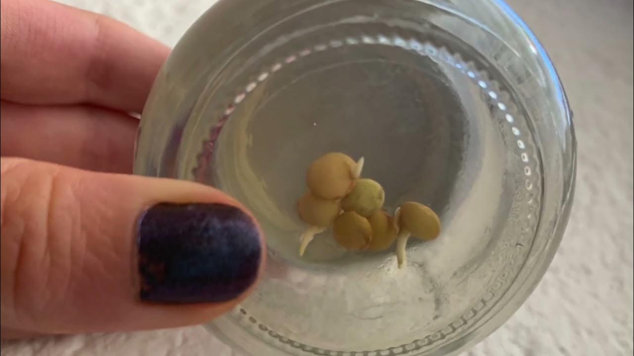 How to perform Plant Tissue Culture Experiments at Home (Part 2) YouTube