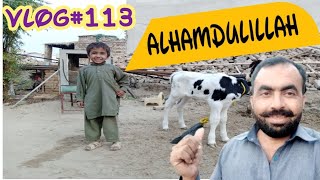 Vlog 113 | Alhumdulillah Blessed With Our Cow First Baby ❤️