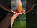 Watermelon for the Koi Fish!