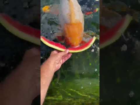 Video: Slik Feed Voksen Koi Fish