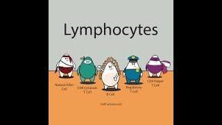 الحلقة السادسة من سلسة الفحوصات الطبية : الخلايا اللمفاوية Lymphocyte .