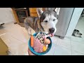 What Feeding Raw Dinner Every Night Looks Like With My Husky!