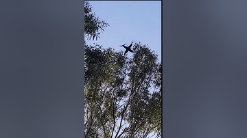 RECOVERING MY MAVIC AIR FROM 20M TREE USING ANOTHER DRONE