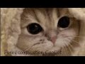 Funny Complication CapCut Funny Complication CapCut